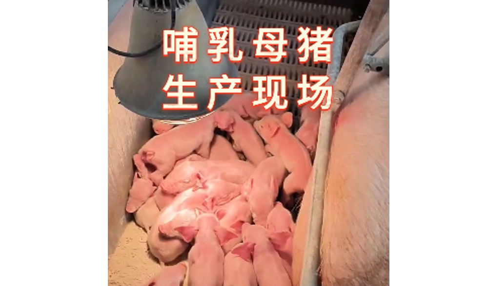 哺乳母猪生产现场